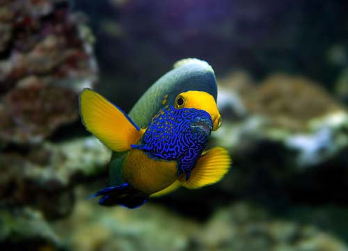 Blueface Angelfish | Pomacanthus xanthometopon photo