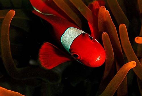 Spine-cheek Anemonefish | Premnas biaculeatus photo