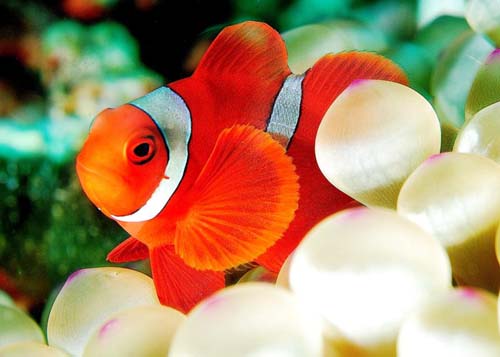 Spine-cheek Anemonefish | Premnas biaculeatus photo