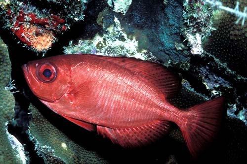 Blotched Bigeye | Heteropriacanthus cruentatus photo