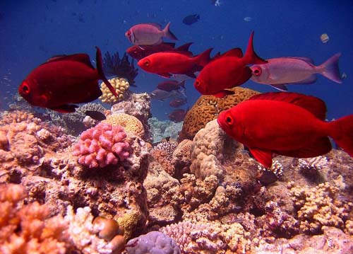 Crescent-tail Bigeye | Priacanthus hamrur photo