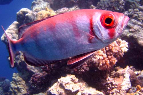 Crescent-tail Bigeye | Priacanthus hamrur photo