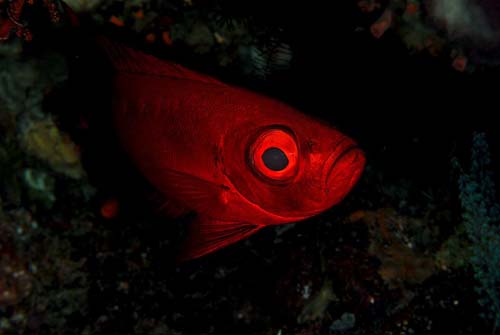 Crescent-tail Bigeye | Priacanthus hamrur photo