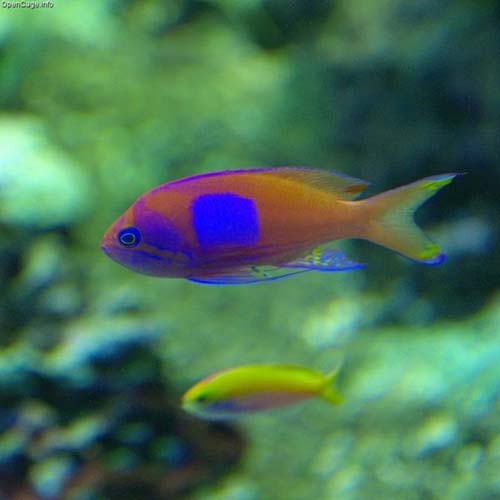 Squarespot Anthias | Pseudanthias pleurotaenia photo