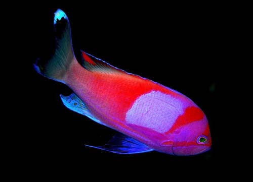 Squarespot Anthias | Pseudanthias pleurotaenia photo