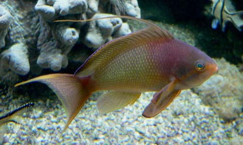 Scalefin Anthias | Pseudanthias squamipinnis photo