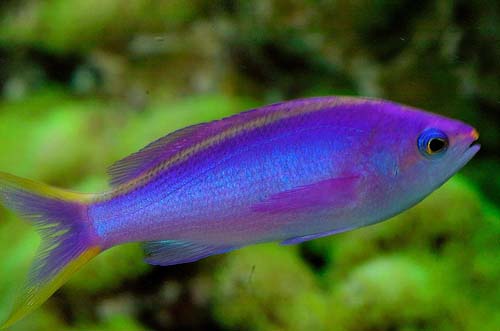 Purple Anthias | Pseudanthias tuka photo