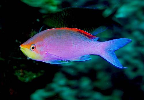 Purple Anthias | Pseudanthias tuka photo