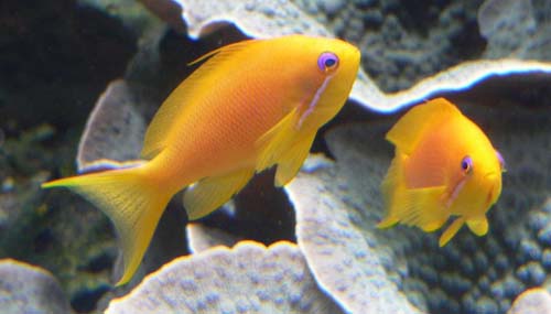 Scalefin Anthias | Pseudanthias squamipinnis photo