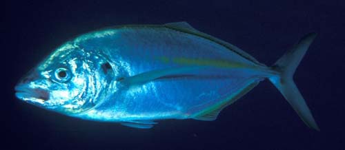 Silver Trevally | Pseudocaranx dentex photo