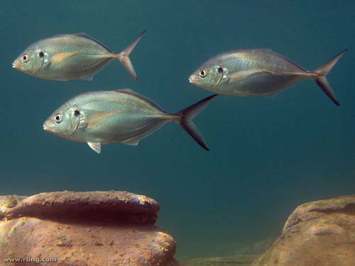 Silver Trevally | Pseudocaranx dentex photo