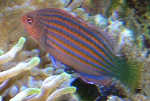 Six-line Wrasse | Pseudocheilinus hexataenia photo