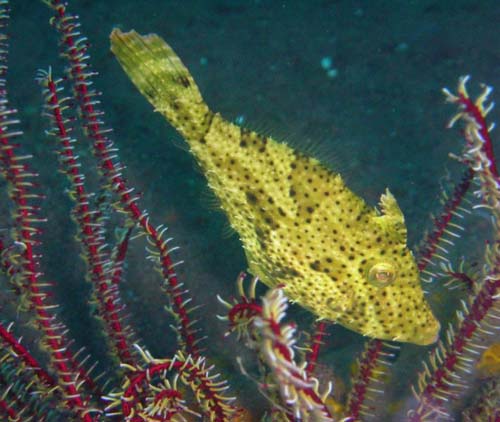 Pot-bellied Leatherjacket | Pseudomonacanthus peroni photo