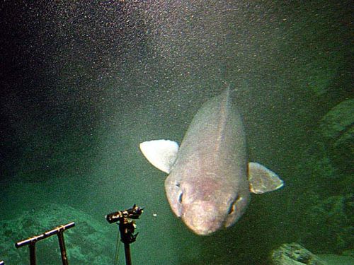 False Catshark | Pseudotriakis microdon photo