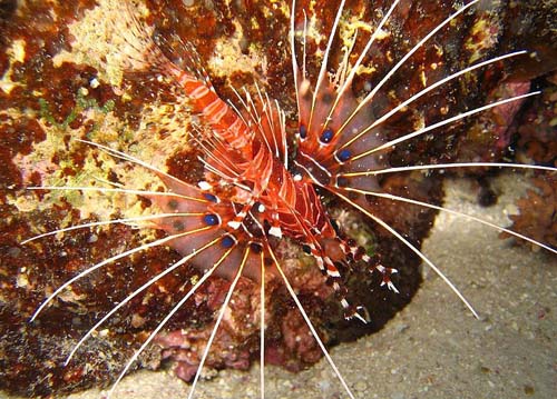 Spotfin Firefish | Pterois antennata photo