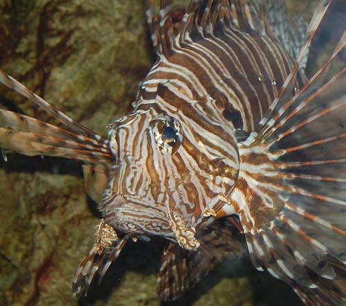 Common Lionfish | Pterois volitans photo