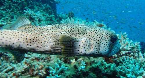 Black-spotted Porcupinefish | Diodon hystrix photo