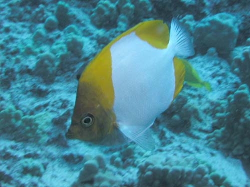 Pyramid Butterflyfish | Hemitaurichthys polylepis photo