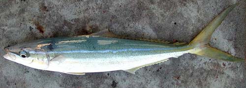 Rainbow Runner | Elagatis bipinnulata photo