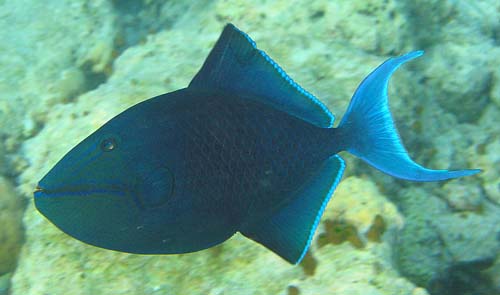 Redtooth Triggerfish | Odonus niger photo