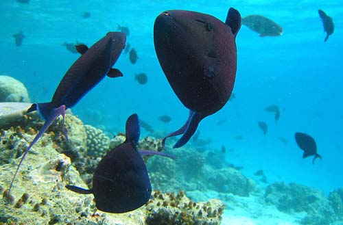 Redtooth Triggerfish | Odonus niger photo