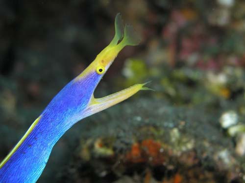 Ribbon Eel | Rhinomuraena quaesita photo