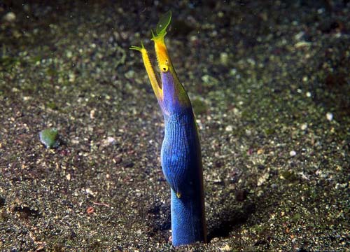 Ribbon Eel | Rhinomuraena quaesita photo