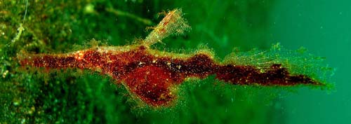Robust Ghost Pipefish | Solenostomus cyanopterus photo
