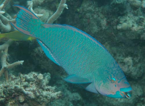 Minifin Parrotfish | Scarus altipinnis photo