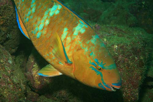 Blue-barred Parrotfish | Scarus ghobban photo