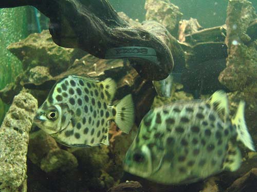 Spotted Scat | Scatophagus argus photo