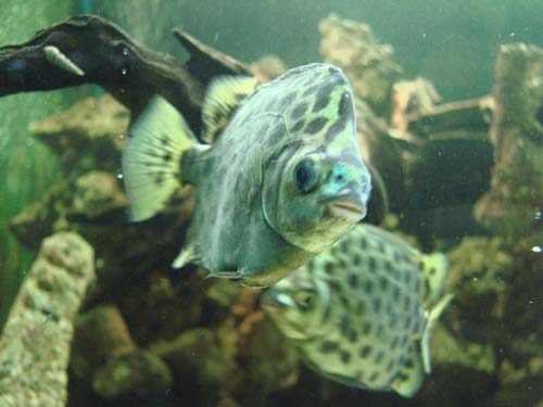 Spotted Scat | Scatophagus argus photo