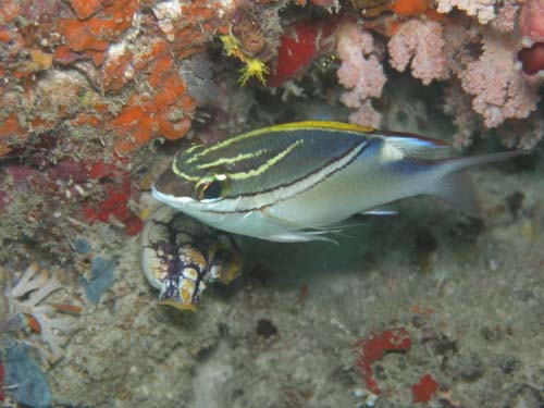 Two-line Monocle Bream | Scolopsis bilineata photo