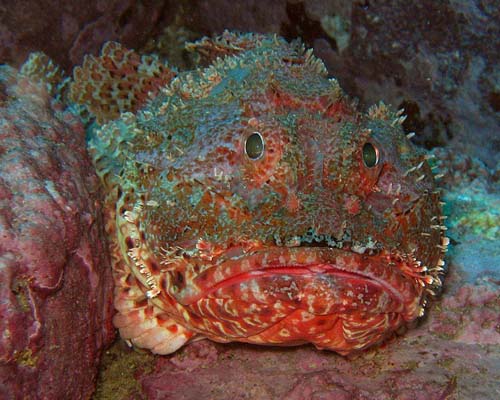 Red Rockcod | Scorpaena cardinalis photo