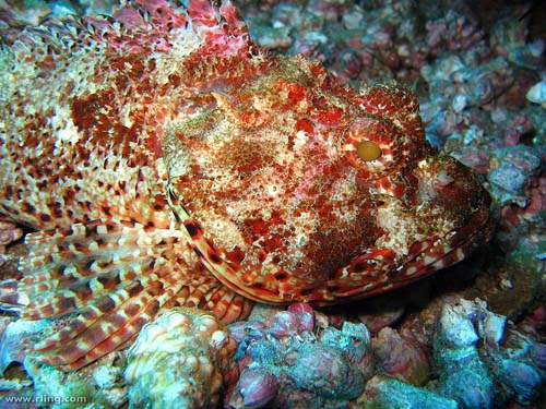 Red Rockcod | Scorpaena cardinalis photo