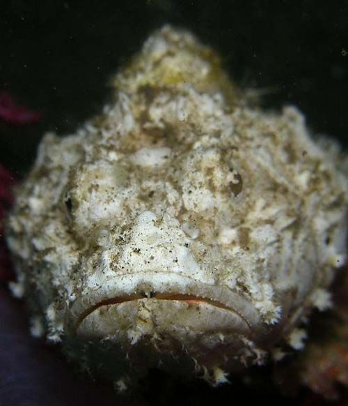 False Stonefish | Scorpaenopsis diabolus photo
