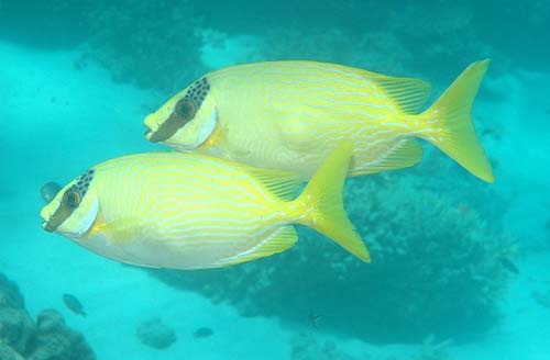 Blue-lined Spinefoot | Siganus puellus photo