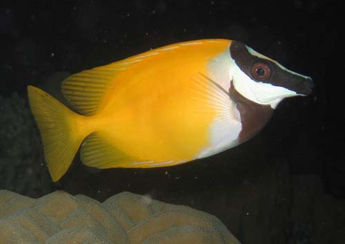 Foxface | Siganus vulpinus photo