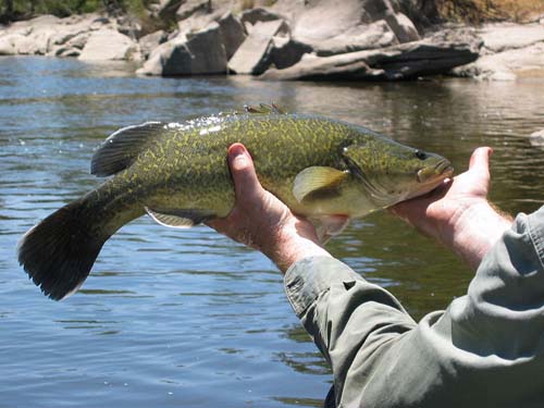 Murray Cod | Maccullochella peelii photo