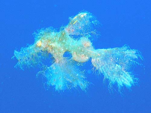 Robust Ghost Pipefish | Solenostomus cyanopterus photo