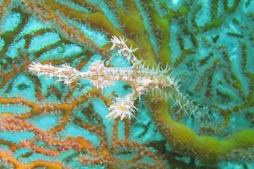 Ornate Ghostpipefish | Solenostomus paradoxus photo