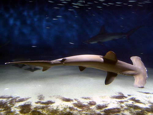 Scalloped Hammerhead | Sphyrna lewini photo