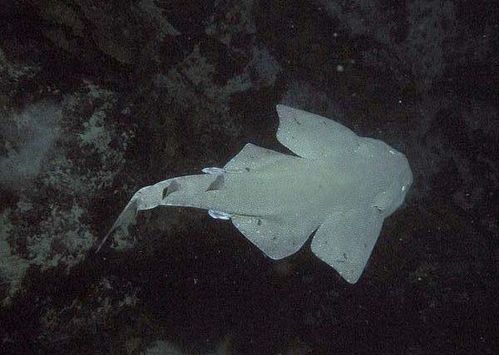 Australian Angelshark | Squatina australis photo