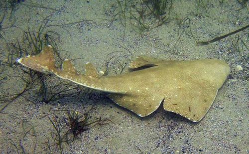 Australian Angelshark | Squatina australis photo