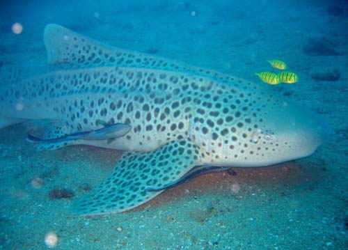 Zebra Shark | Stegostoma fasciatum photo