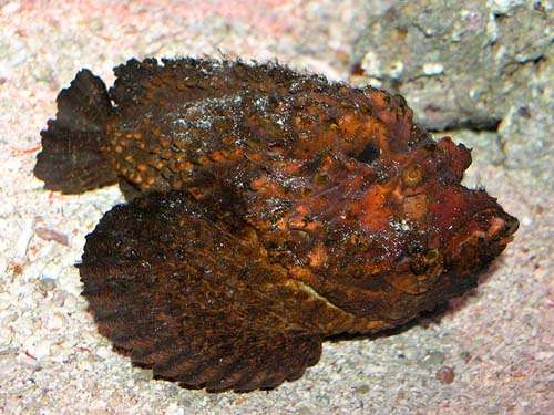 Reef Stonefish | Synanceia verrucosa photo
