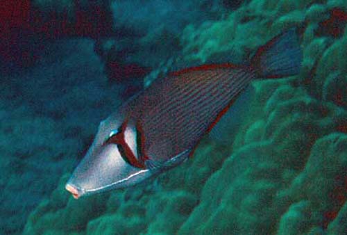 Boomerang Triggerfish | Sufflamen bursa photo