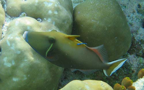 Black Triggerfish | Sufflamen chrysopterum photo