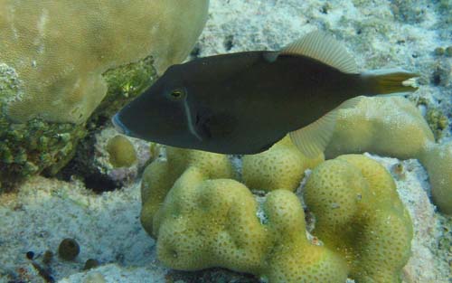 Black Triggerfish | Sufflamen chrysopterum photo