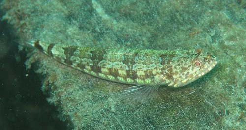 Variegated Lizardfish | Synodus variegatus photo